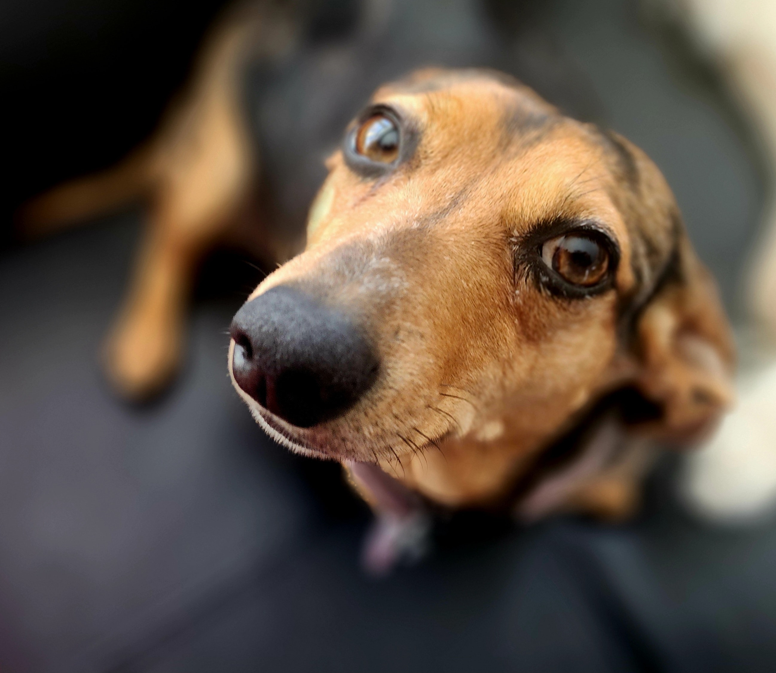 Gros plan du museau de mon chien