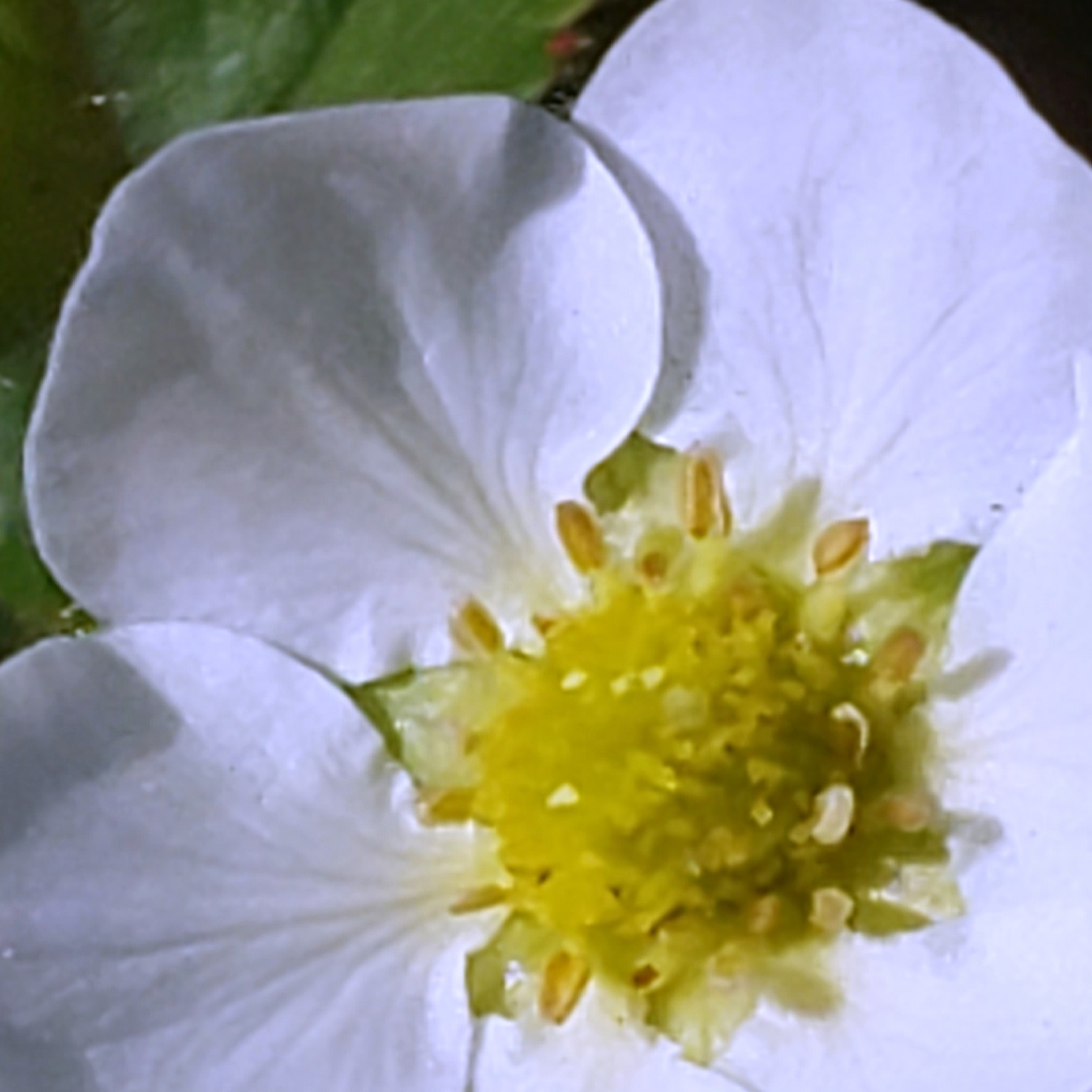Fleur blanche de fraisier avec pistils jaune-vert