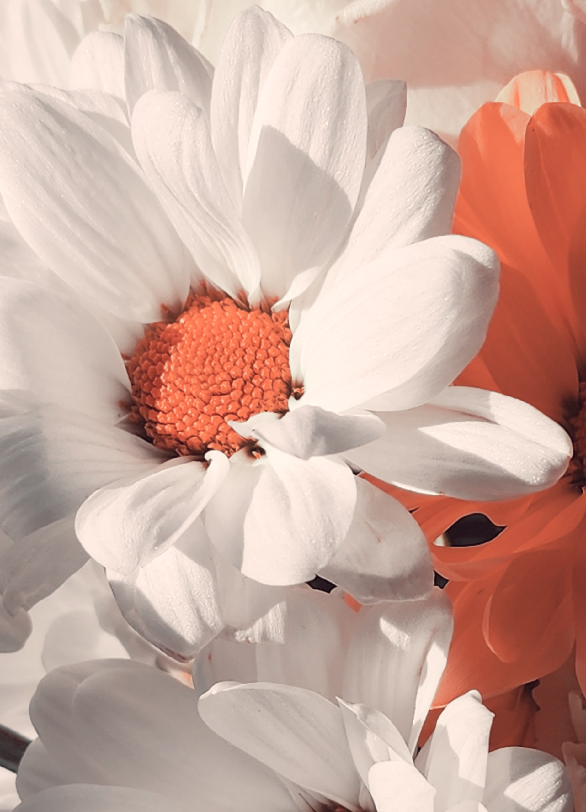 Fleurs blanches et oranges en gros plan