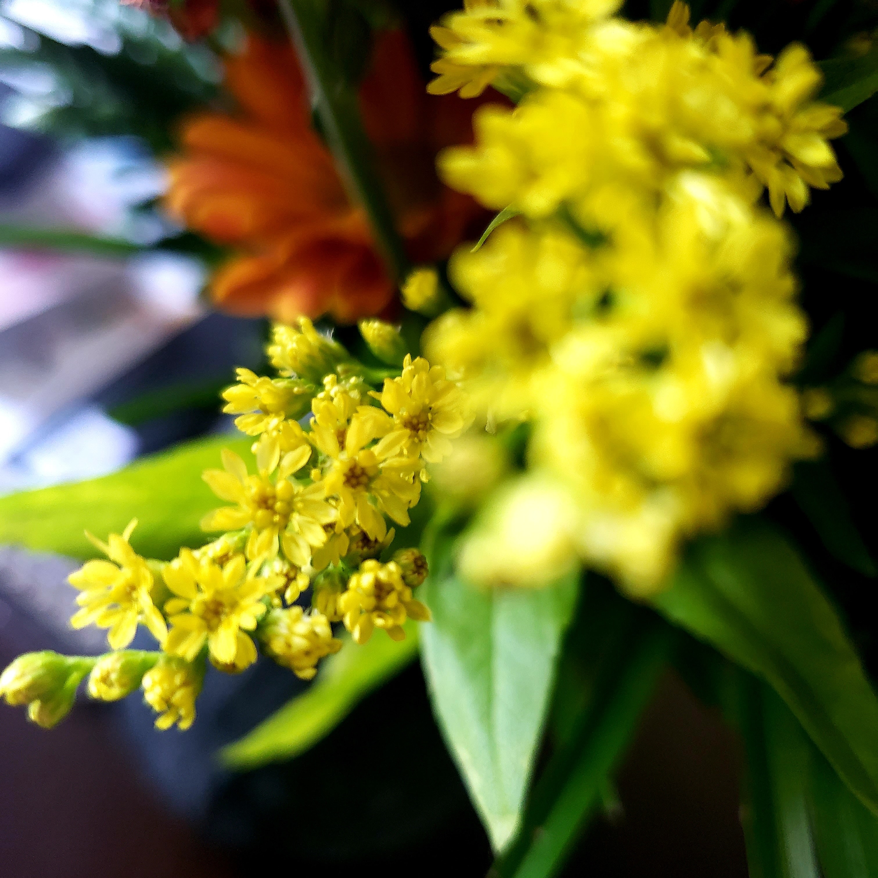 Petites fleurs jaunes avec feuillage vert