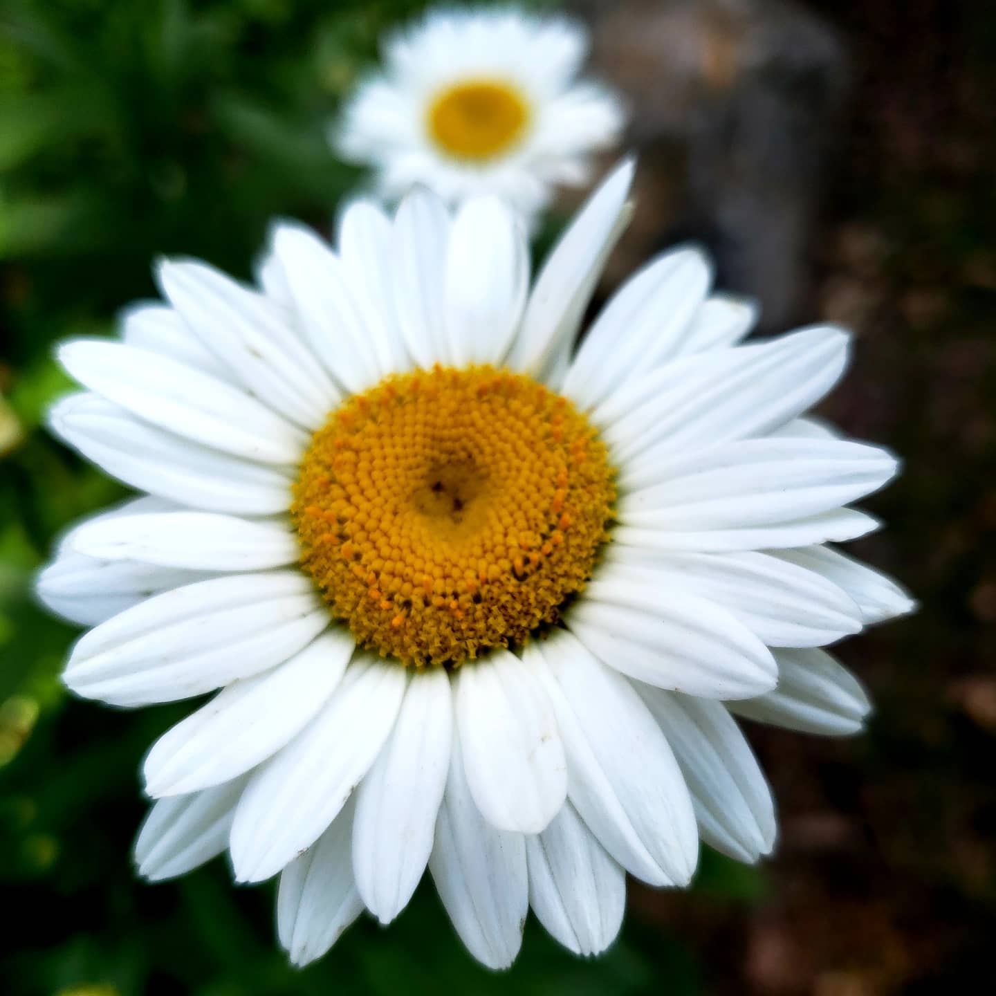 Marguerite blanche au cœur doré dans le jardin