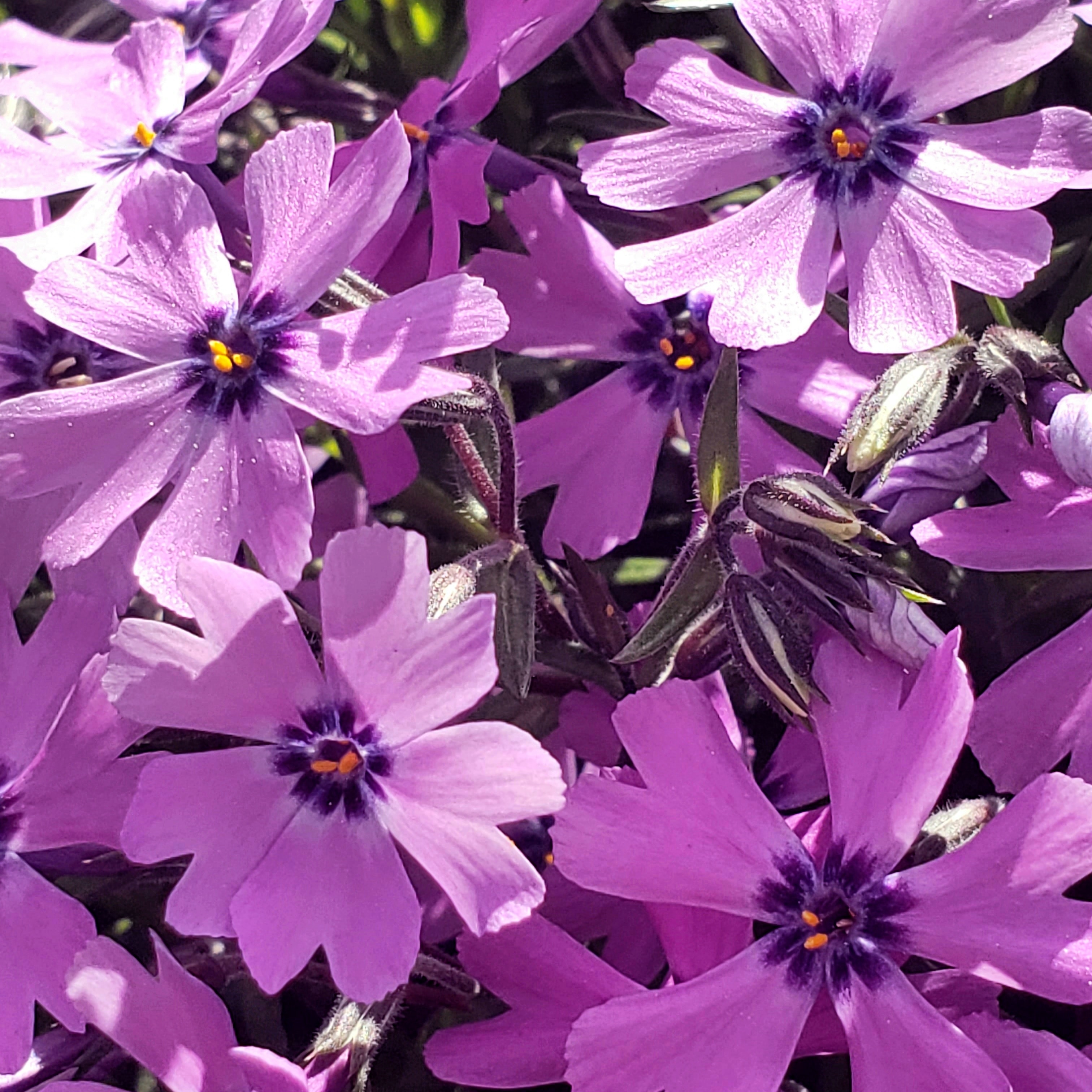 Tapis de phlox mauves en plein soleil