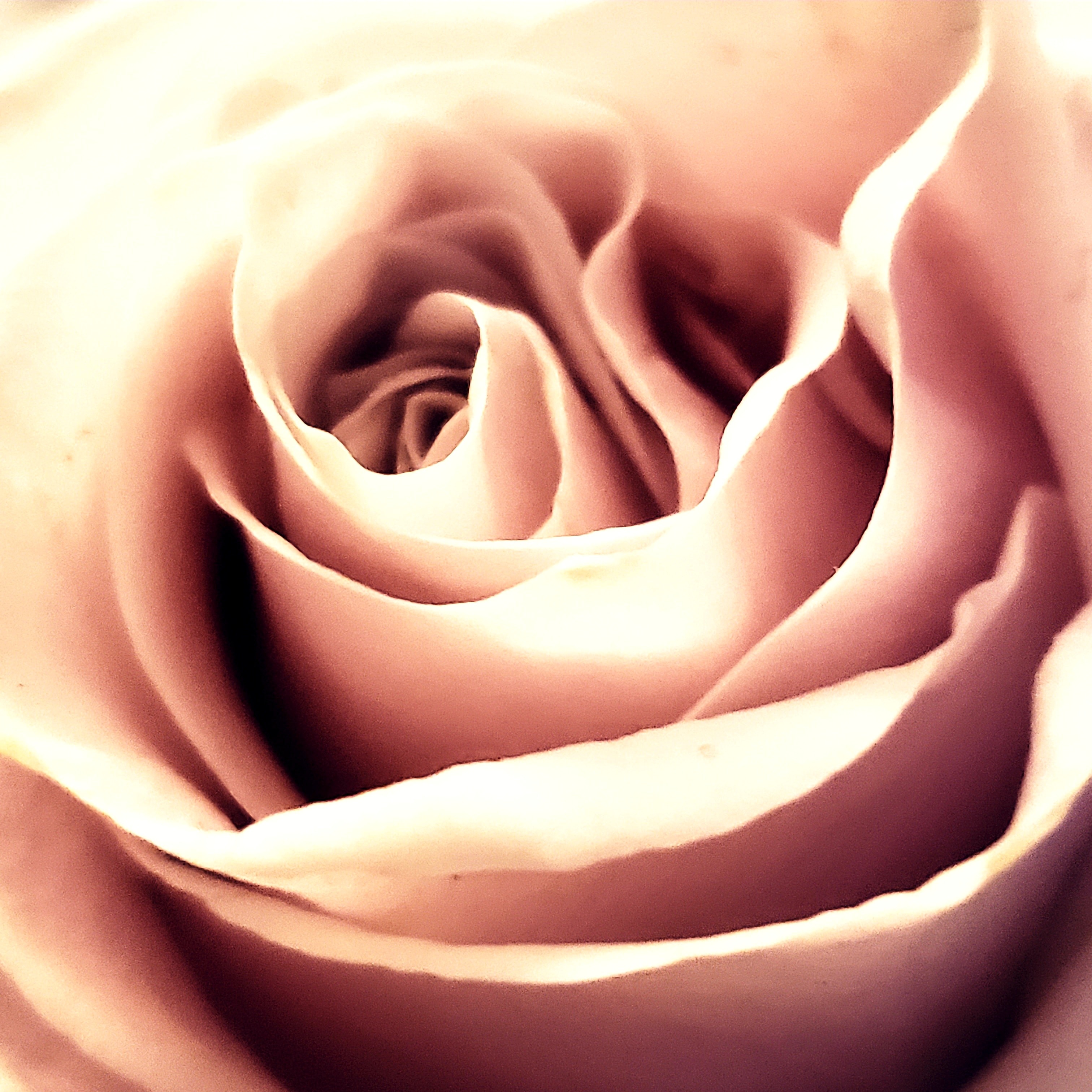 Rose rose en gros plan aux tons chauds