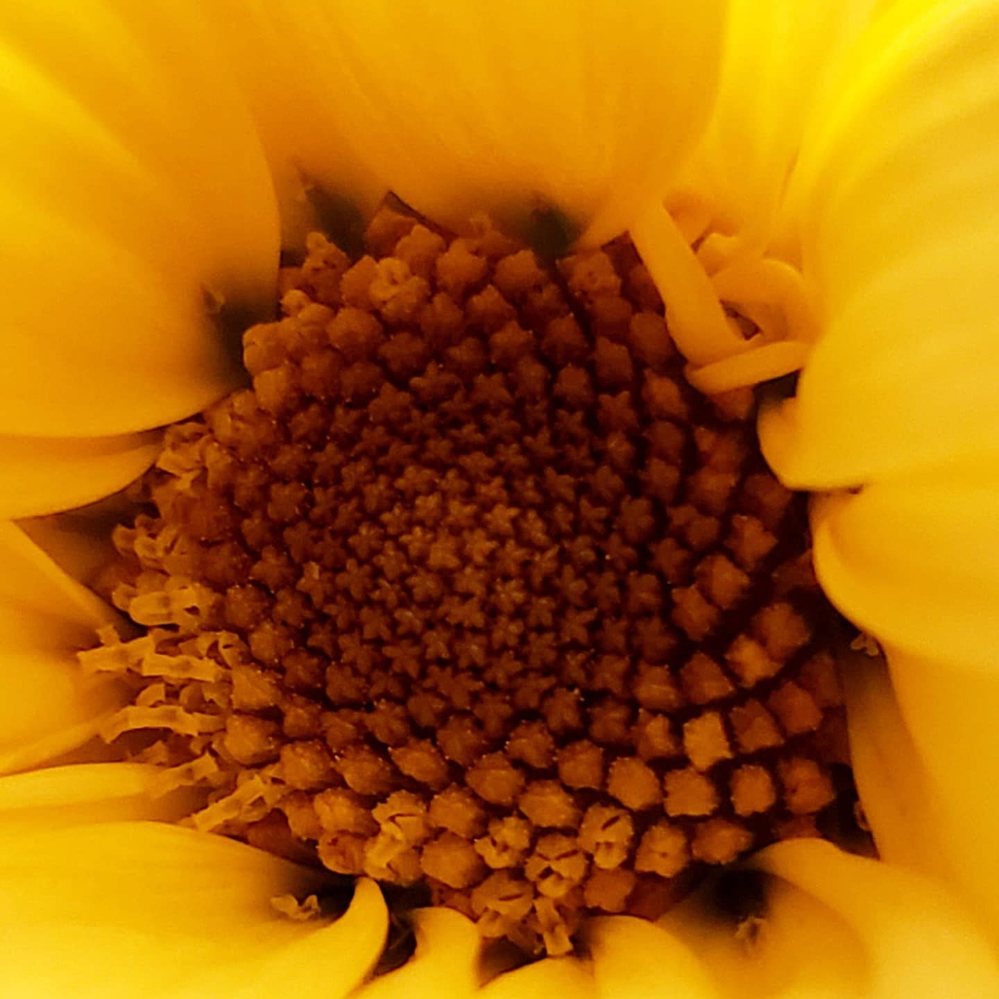 Centre d'un tournesol en macro, texture brune