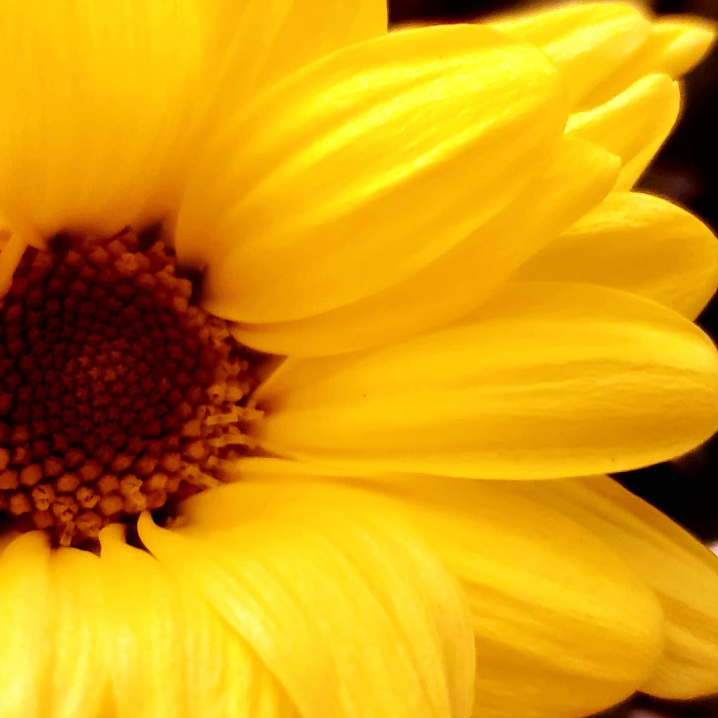 Tournesol jaune vif en gros plan